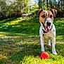 dog, jack_russell_terrier, ball, grass, outdoor, pet, animal, tongue_out, greenery, sunlight, playful, collar, nature, garden, happy, summer, canine, mammal, front_view, daytime