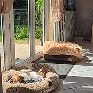 Taz participe au concours pour gagner de l'argent avec cette photo : afternoon, brown, cozy, curtains, dog, dog_bed, glass_door, home, indoor, paw_print, pet, plant, radiator, relaxation, resting, shadow, sleeping, sunlight, tile_floor, white