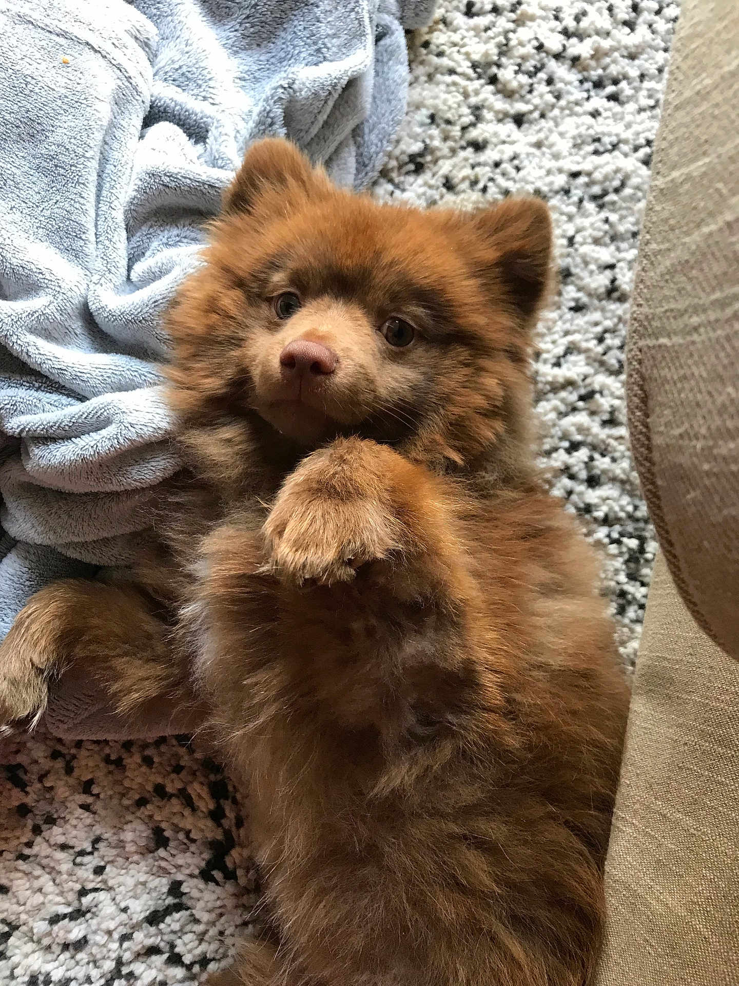 Oscar participe au concours pour gagner de l'argent avec cette photo : puppy, dog, fluffy, brown, pet, lying_down, blanket, carpet, indoor, cute, fur, animal, small_dog, relaxed, paw, nose, ears, eyes, cozy, companion