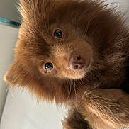 Oscar a rejoint le concours — aidez-le/la à gagner de superbes lots ! dog, brown, fluffy, close_up, pet, animal, fur, cute, curious, nose, eyes, indoor, portrait, mammal, whiskers, face, friend, companion, furry, domestic
