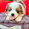 puppy, dog, blue_eyes, tongue_out, fluffy, cushion, red_background, cute, pet, animal, fur, young, playful, close_up, indoor, adorable, resting, soft_texture, small, mammal