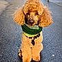 adorable, animal, apricot, canine, cute, dog, fluffy, fur, knitted, leash, outdoor, pavement, pet, poodle, portrait, scarf, sitting, street, warm, winter
