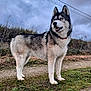 Naïko participe au concours pour gagner de l'argent avec cette photo : dog, husky, animal, outdoor, grass, path, sky, cloudy, fur, pet, canine, mammal, nature, portrait, alert, standing, blue_eyes, collar, winter_coat, landscape