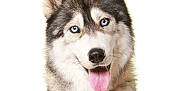 Naïko participe au concours pour gagner de l'argent avec cette photo : dog, siberian_husky, blue_eyes, tongue_out, red_collar, pet, canine, portrait, studio, white_background, fluffy, fur, animal, cute, friendly, mammal, closeup, domestic_animal, happy, looking_at_camera