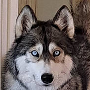 Naïko a rejoint le concours — aidez-le/la à gagner de superbes lots ! dog, husky, blue_eyes, close_up, fluffy_fur, pet, animal, indoor, portrait, canine, fur, face, looking, mammal, domestic_animal, ears, snout, nose, alert, calm