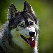 Naïko participe au concours pour gagner de l'argent avec cette photo : animal, blue_eyes, canine, close_up, cute, dog, ears, friendly, fur, happy, head, husky, muzzle, nature, outdoor, pet, portrait, smiling, tongue, tongue_out