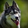 animal, blue_eyes, canine, close_up, cute, dog, ears, friendly, fur, happy, head, husky, muzzle, nature, outdoor, pet, portrait, smiling, tongue, tongue_out