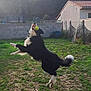 dog, black_and_white, tennis_ball, jumping, mid_air, backyard, grass, playful, pet, animal, catch, fence, daylight, outdoor, canine, energetic, fun, nature, active, leaping