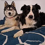 Samy participe au concours pour gagner de l'argent avec cette photo : dog, husky, border_collie, blue_eyes, black_and_white, bed, indoor, pet, canine, animal, fur, lying_down, looking_at_camera, domestic_animal, two_dogs, companion, resting, bedspread, calm, portrait