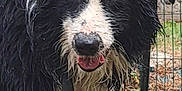 Samy participe au concours pour gagner de l'argent avec cette photo : dog, wet_dog, black_and_white, border_collie, grass, fence, outdoor, pet, animal, tongue_out, muddy, canine, friendly, garden, metal_fence, close_up, portrait, fur, nature, playful
