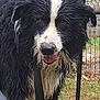 dog, wet_dog, black_and_white, border_collie, grass, fence, outdoor, pet, animal, tongue_out, muddy, canine, friendly, garden, metal_fence, close_up, portrait, fur, nature, playful