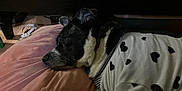 Willow joined the competition — help win amazing prizes! dog, pet, resting, indoor, cushion, blanket, black_and_white, heart_pattern, clothing, cozy, fur, collar, floor, wooden_floor, quiet, sleepy, cute, animal, comfort, relaxation