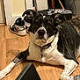Willow joined the competition — help win amazing prizes! dog, indoor, wooden_floor, black_and_white, sneakers, box, stickers, collar, pet, relaxed, ears_up, looking_at_camera, floor, household, domestic, animal, lying_down, canine, medium_size, curious