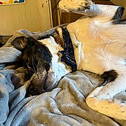 Willow joined the competition — help win amazing prizes! dog, lying_down, blanket, bandana, indoor, resting, relaxed, paw_up, wooden_wall, certificate, graduation, fur, black_and_white, pet, canine, cozy, comfort, bedroom, soft_texture, sleepy