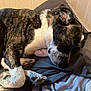 Willow joined the competition — help win amazing prizes! dog, sleeping, bed, blanket, pillow, indoor, relaxed, brindle, white_fur, paw, ear, nose, fur, resting, cozy, canine, domestic_animal, pet, closeup, comfort