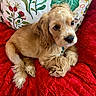 animal, blanket, blue_collar, brown_fur, close_up, cocker_spaniel, cute, dog, floral_pattern, fluffy, golden, indoors, long_hair, lying_down, pet, pillow, portrait, puppy, red_blanket, sitting