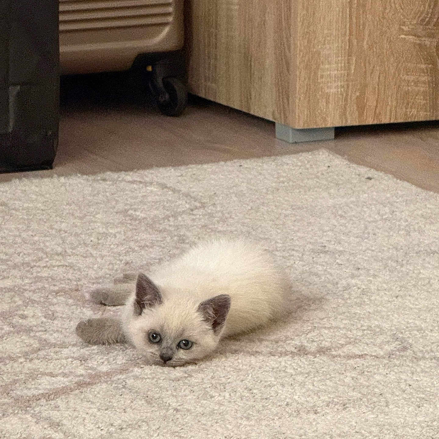 Alba a rejoint le concours — aidez-le/la à gagner de superbes lots ! animal, blue_eyes, carpet, cat, cozy, cute, domestic_cat, floor, fluffy, furniture, home, indoor, kitten, lying, pet, resting, small, soft, wood, young