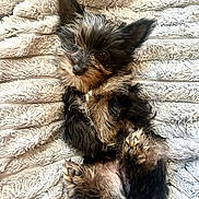 Shadow joined the competition — help win amazing prizes! adorable, animal, blanket, closeup, companion, cozy, cute, dog, ears, fluffy, fur, indoors, lying_down, paws, pet, puppy, relaxed, resting, small_dog, soft_texture