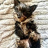 adorable, animal, blanket, closeup, companion, cozy, cute, dog, ears, fluffy, fur, indoors, lying_down, paws, pet, puppy, relaxed, resting, small_dog, soft_texture