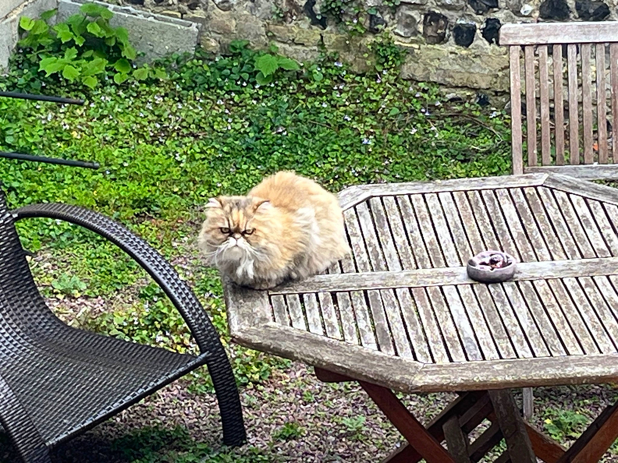 Chanel participe au concours pour gagner de l'argent avec cette photo : bench, carnivore, cat, chair, comfort, fawn, felidae, furniture, grass, groundcover, outdoor_bench, outdoor_furniture, outdoor_table, plant, rectangle, small_to_medium_sized_cats, table, tail, whiskers, wood