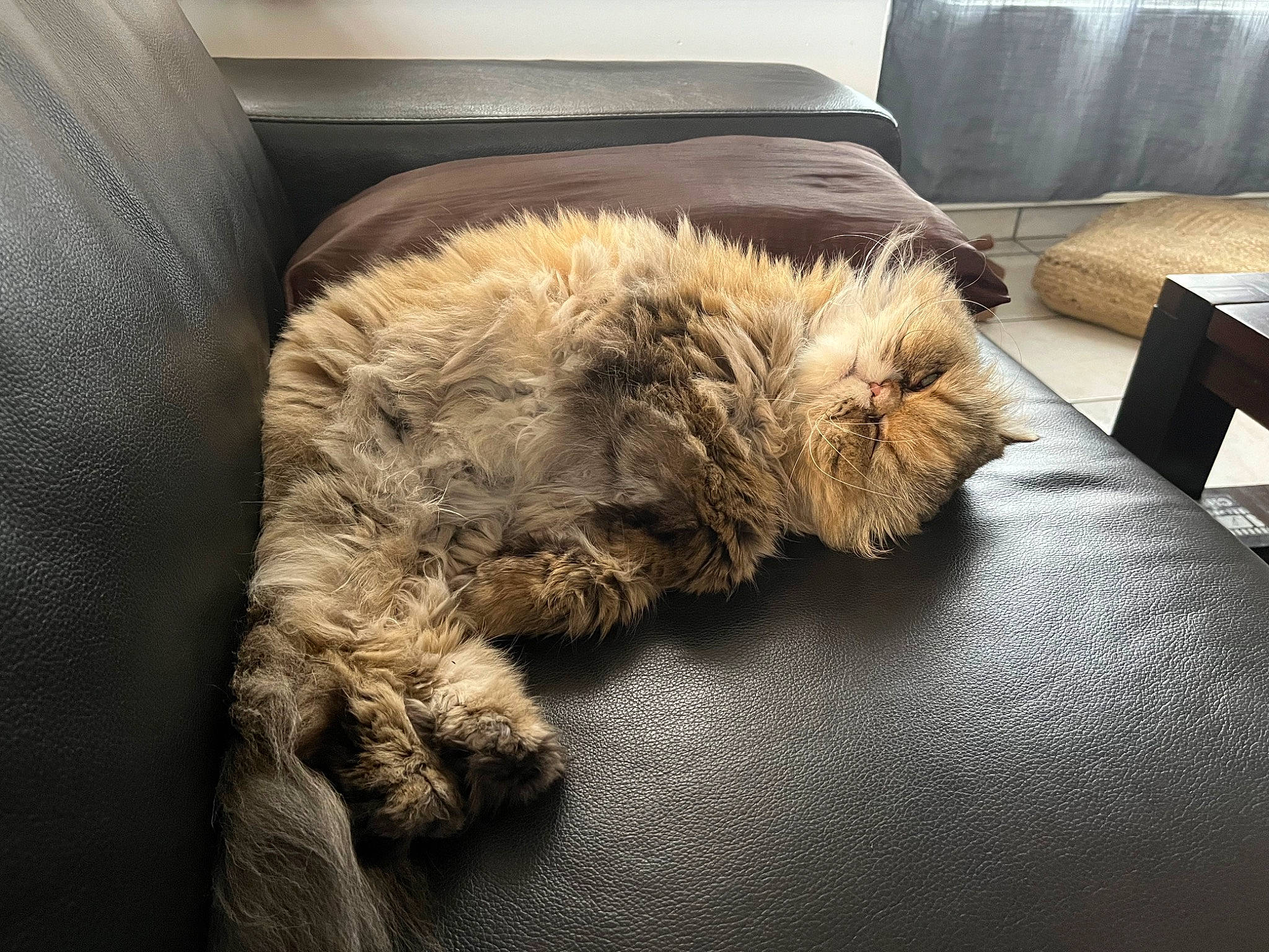 Chanel a rejoint le concours — aidez-le/la à gagner de superbes lots ! canidae, carnivore, cat, claw, comfort, companion_dog, couch, felidae, flooring, furniture, grey, hardwood, paw, room, small_to_medium_sized_cats, snout, sporting_group, tail, whiskers, wood