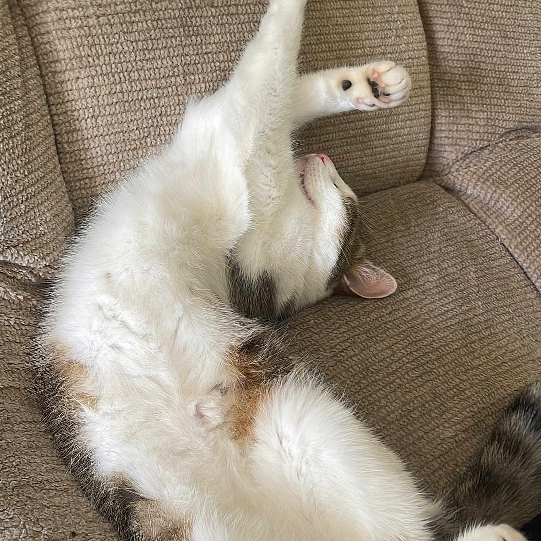 Ti Lucky participe au concours pour gagner de l'argent avec cette photo : animal, cat, comfort, couch, cozy, cute, feline, fur, home, indoor, mammal, paw, pet, relaxing, resting, sleepy, stretching, tabby, whiskers, white_fur