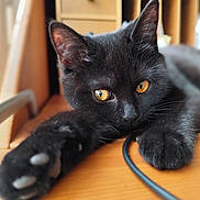 Arya participe au concours pour gagner de l'argent avec cette photo : black_cat, cat, pet, animal, indoor, wooden_surface, close_up, paw, golden_eyes, feline, relaxed, stretching, fur, whiskers, ears, focus, domestic_cat, cute, cozy, blurred_background