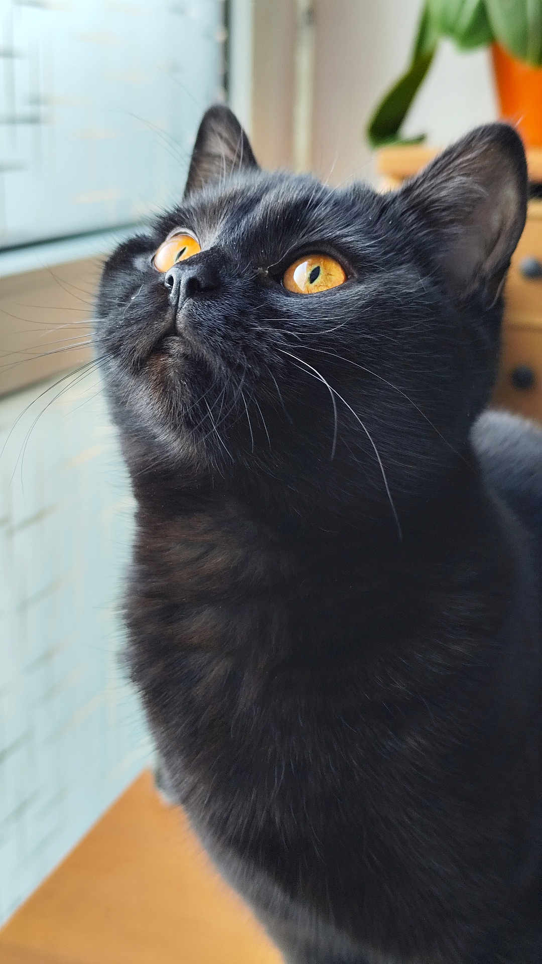 Arya participe au concours pour gagner de l'argent avec cette photo : cat, black_cat, close_up, golden_eyes, whiskers, indoor, window, soft_light, pet, feline, curious, portrait, animal, domestic_cat, looking_up, fur, cute, young_cat, face, mammal