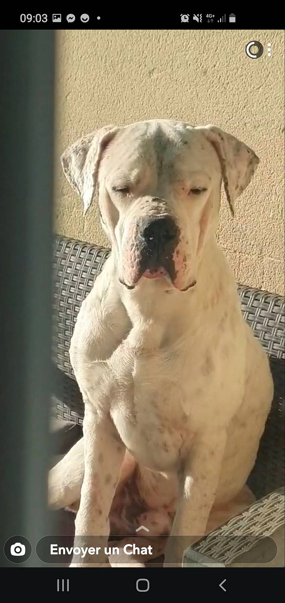 Rosario participe au concours pour gagner de l'argent avec cette photo : ancient_dog_breeds, bulldog, carnivore, collar, companion_dog, cordoba_fighting_dog, dog, dog_breed, dog_collar, fawn, molosser, non_sporting_group, snout, sporting_group, terrestrial_animal, whiskers, working_animal, working_dog, wrinkle