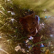 Duke is registered to the contest to win money with this photo: cat, christmas_tree, greenery, branches, lights, curious, indoor, festive, holiday, animal, pet, closeup, feline, camouflage, decorations, twinkle, mischievous, cozy, nature, cute