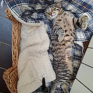 Mimi participe au concours pour gagner de l'argent avec cette photo : cat, tabby_cat, basket, plaid_blanket, fleece_blanket, indoor, pet, fur, striped, relaxed, lying_down, cozy, soft_texture, animal, whiskers, tail, paws, cute, resting, domestic_cat