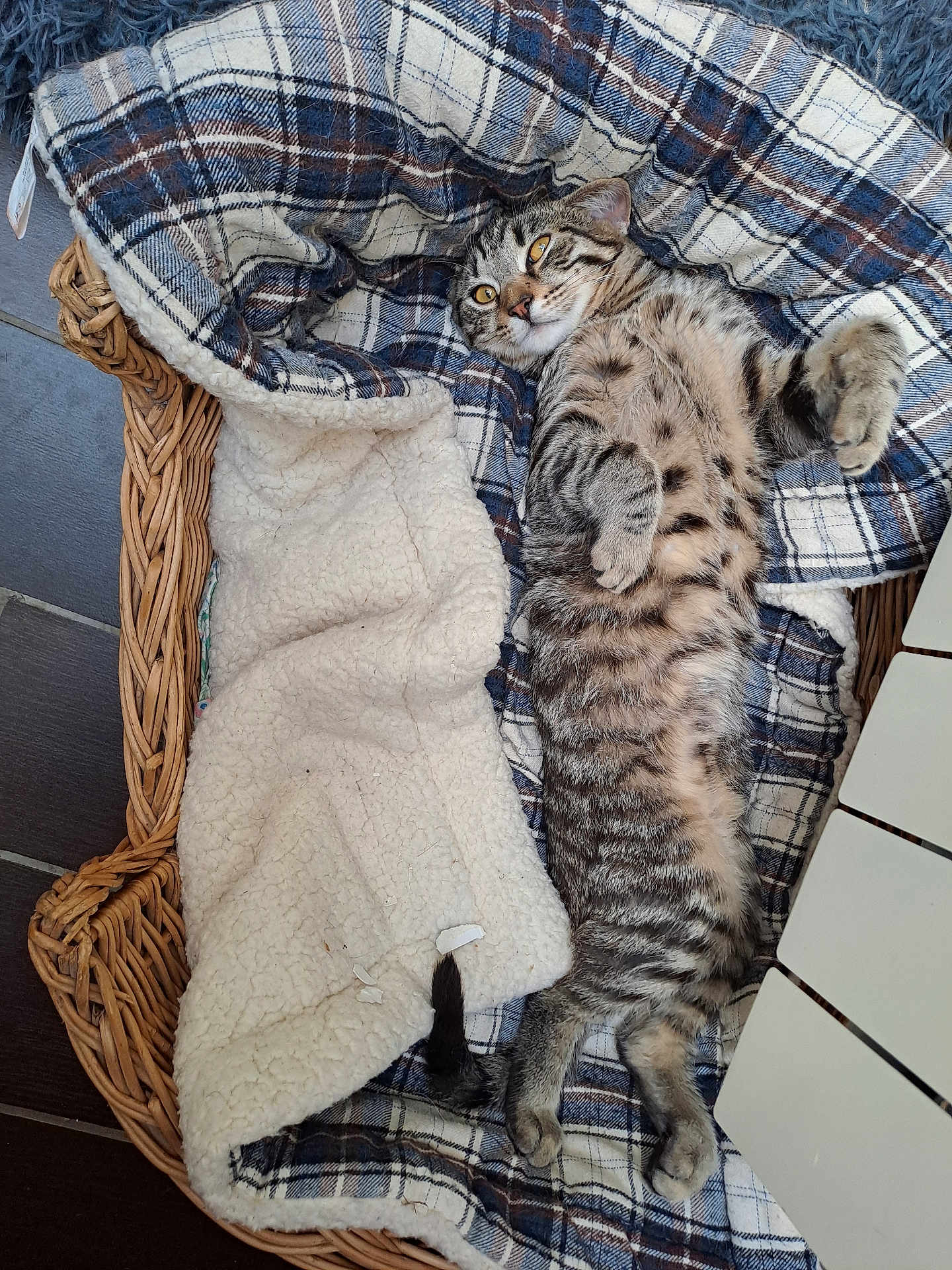 Mimi participe au concours pour gagner de l'argent avec cette photo : cat, tabby_cat, basket, plaid_blanket, fleece_blanket, indoor, pet, fur, striped, relaxed, lying_down, cozy, soft_texture, animal, whiskers, tail, paws, cute, resting, domestic_cat