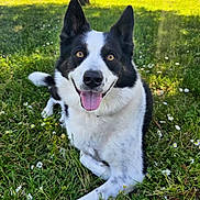 Mellow is registered to the contest to win money with this photo: animal, black_and_white, canine, daylight, dog, ears_up, field, flowers, grass, greenery, happy, lying_down, nature, outdoor, park, pet, smiling, summer, sunlight, tongue_out