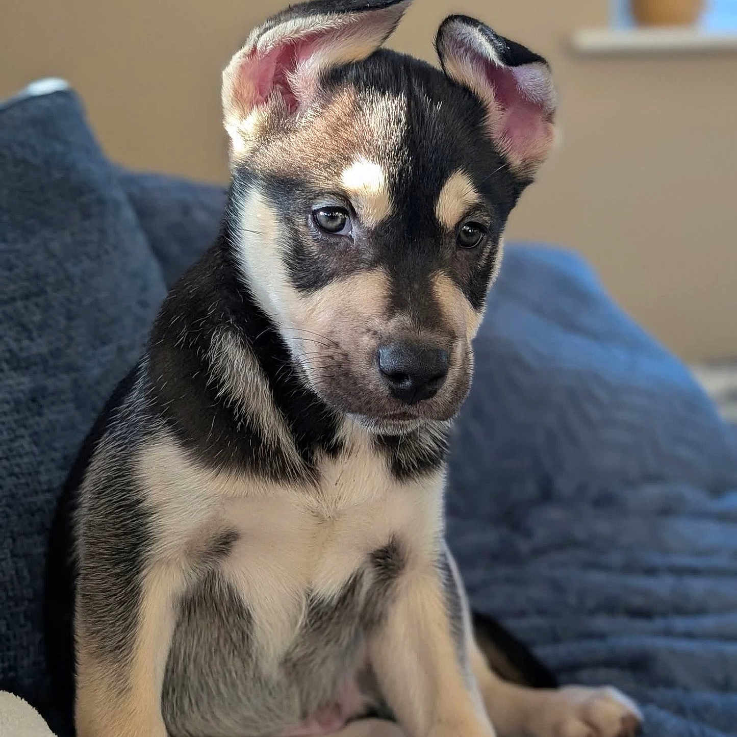 Harley is registered to the contest to win money with this photo: animal, blanket, couch, cozy, cute, dog, ears, expression, face, fur, home, indoors, looking, nose, pet, portrait, puppy, sitting, whiskers, young