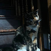 Callie Coo joined the competition — help win amazing prizes! cat, calico, wooden_stairs, sunlight, shadow, indoor, pet, feline, quiet, resting, fur, animal, peaceful, closeup, natural_light, texture, vintage, home, wood, calm