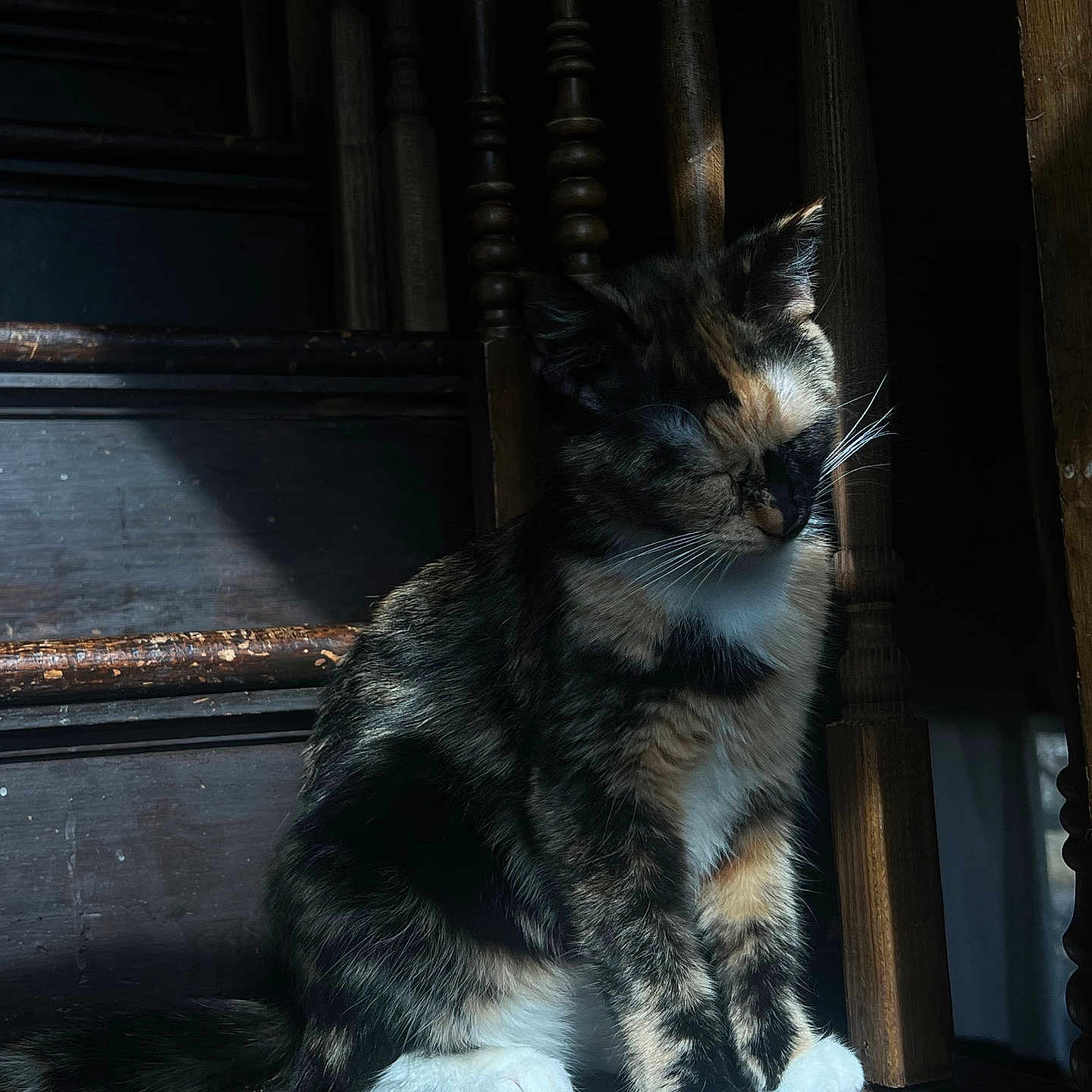 Callie Coo