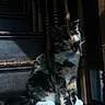 Callie Coo is registered to the contest to win money with this photo: cat, sunlight, shadow, stairs, wood, feline, pet, indoor, resting, sleeping, calm, quiet, animal, fur, whiskers, closeup, home, peaceful, dark, contrast