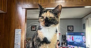 Callie Coo is registered to the contest to win money with this photo: cat, calico_cat, indoor, wood_paneling, furniture, person, television, chair, living_room, household, pet, whiskers, wood, domestic_cat, curtains, screen, seated, colorful, cozy, table