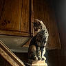 cat, tabby, wooden_post, sunlight, indoor, wood_paneling, staircase, pet, animal, feline, perched, gazing, warm_light, vintage, cozy, house, domestic, quiet, contemplative, shadow
