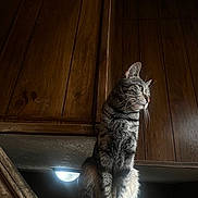 Wechawa joined the competition — help win amazing prizes! cat, tabby, wood_paneling, indoor, pet, animal, sitting, feline, fur, whiskers, light, shadow, perched, looking_away, cozy, moody_lighting, domestic_animal, contemplative, texture, background