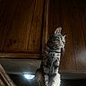 cat, tabby, wood_paneling, indoor, pet, animal, sitting, feline, fur, whiskers, light, shadow, perched, looking_away, cozy, moody_lighting, domestic_animal, contemplative, texture, background