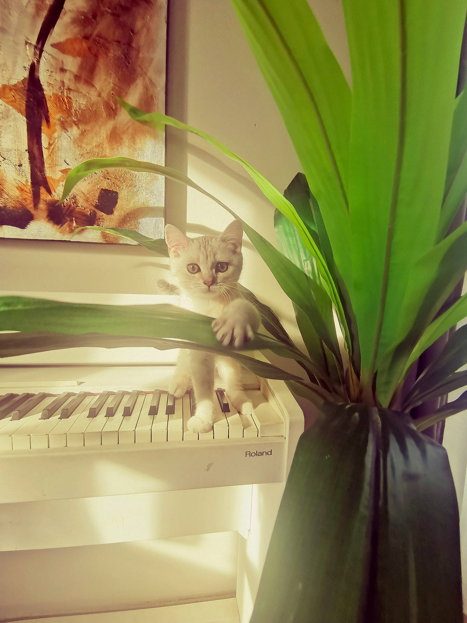 Sweety a rejoint le concours — aidez-le/la à gagner de superbes lots ! beauty, branch, carnivore, cat, ceiling, fawn, felidae, flowerpot, houseplant, interior_design, leaf, metal, nature, plant, small_to_medium_sized_cats, tail, terrestrial_plant, tints_and_shades, whiskers, wood