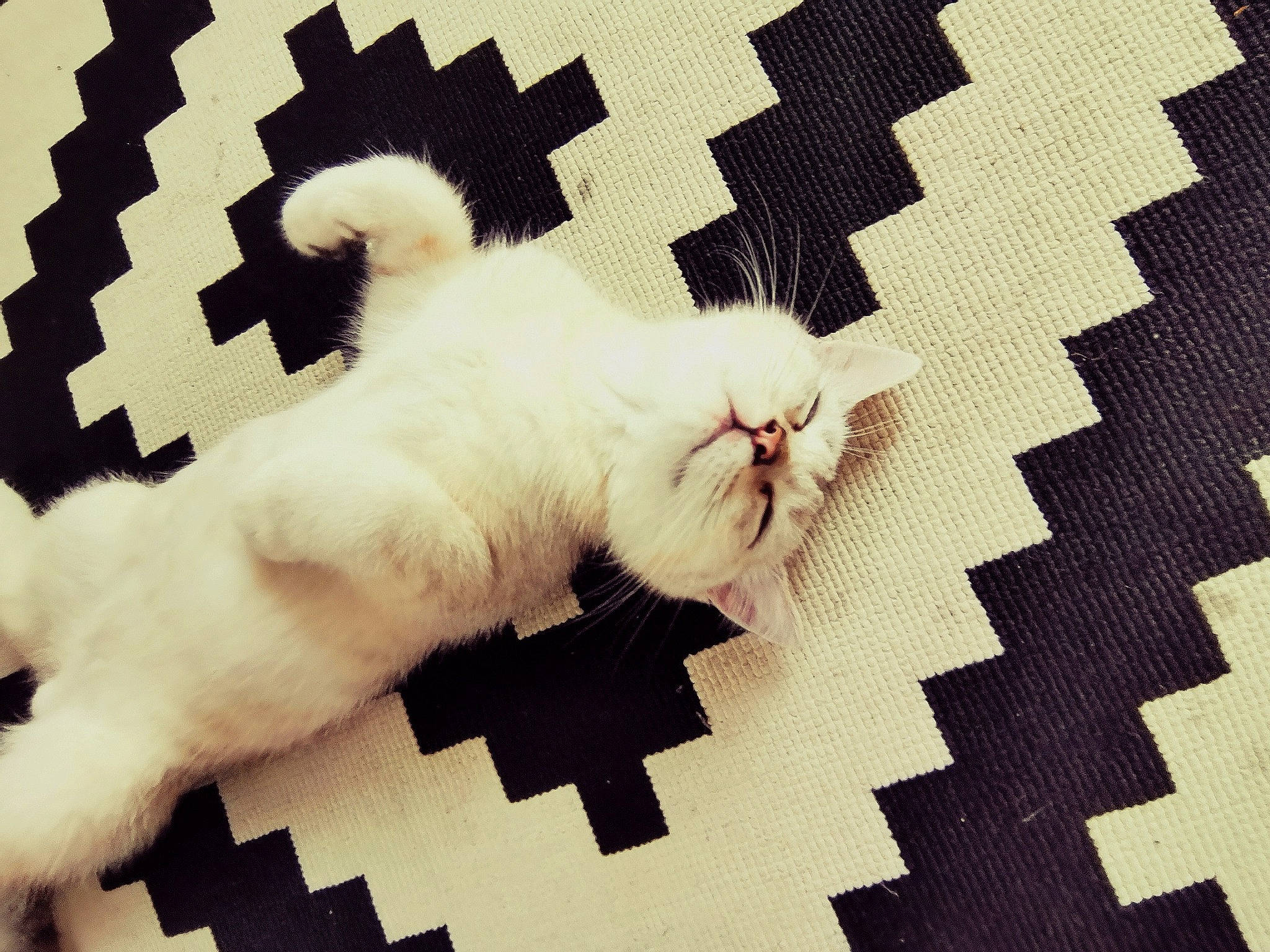 Sweety a rejoint le concours — aidez-le/la à gagner de superbes lots ! carnivore, cat, comfort, domestic_short_haired_cat, fawn, felidae, flooring, font, foot, fur, pattern, paw, small_to_medium_sized_cats, square, tail, terrestrial_animal, textile, tints_and_shades, whiskers, wood