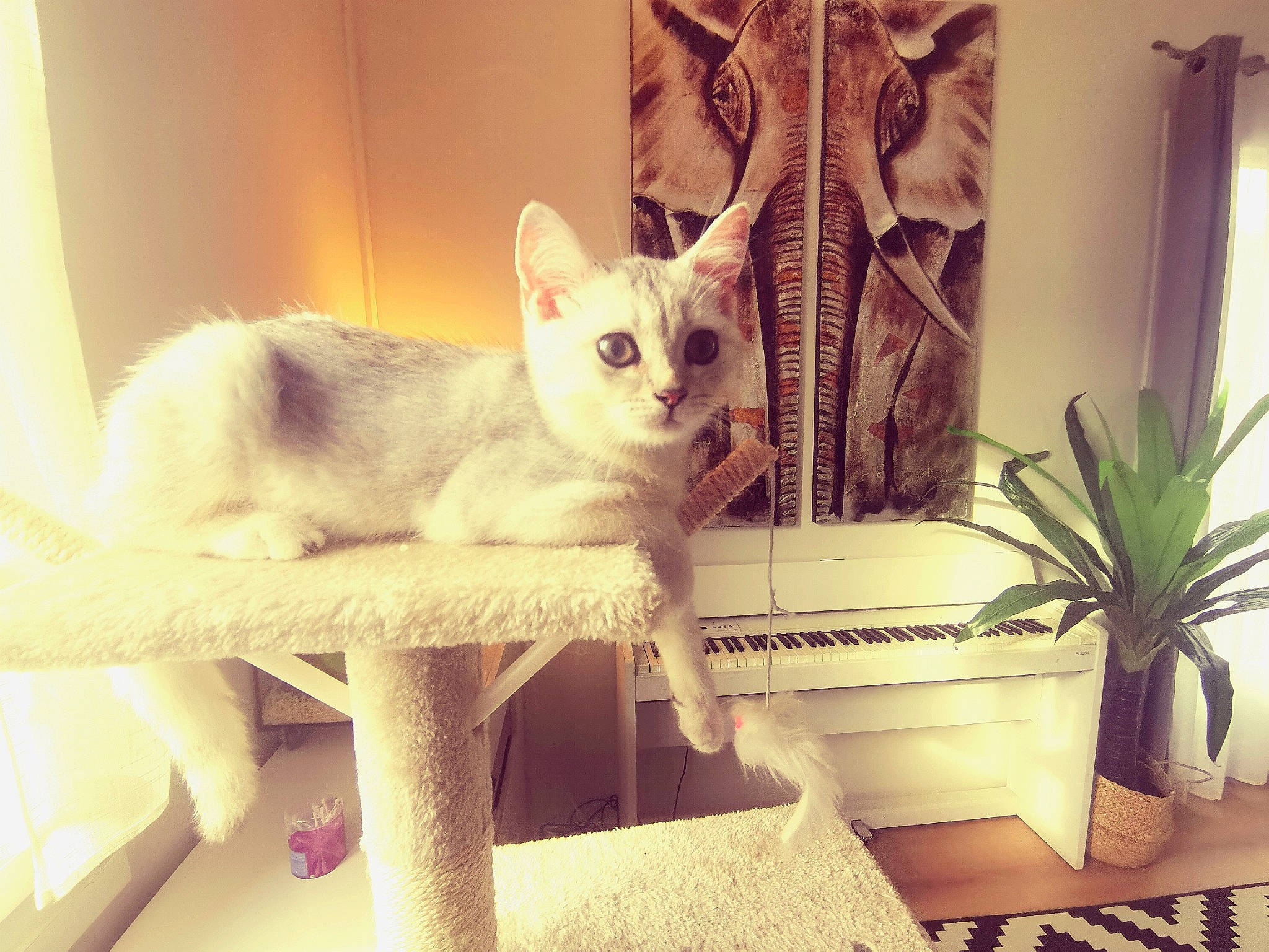 Sweety participe au concours pour gagner de l'argent avec cette photo : carnivore, cat, comfort, curtain, domestic_short_haired_cat, fawn, felidae, floor, flooring, flowerpot, fur, houseplant, interior_design, plant, room, small_to_medium_sized_cats, tail, whiskers, window, wood