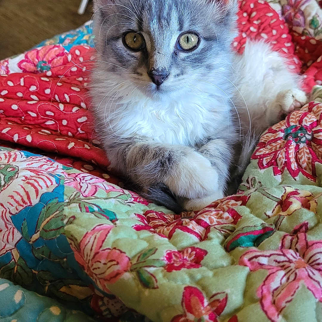 Emmie joined the competition — help win amazing prizes! abyssinian, angora, animal, applique, bed, bedroom, blanket, cat, couch, cushion, furniture, homedecor, indoors, kitten, linen, manx, pattern, pet, quilt, siamese