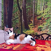 Yaëlle a rejoint le concours — aidez-le/la à gagner de superbes lots ! cat, calico_cat, table, tablecloth, indoor, forest_mural, wall_art, furniture, chair, relaxed, animal, pet, colorful, pattern, nature_scene, greenery, wood, moss, plants, cozy