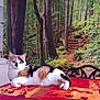 cat, calico_cat, table, tablecloth, indoor, forest_mural, wall_art, furniture, chair, relaxed, animal, pet, colorful, pattern, nature_scene, greenery, wood, moss, plants, cozy