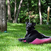 Nadine a rejoint le concours — aidez-le/la à gagner de superbes lots ! black, dog, dog_breed, dog_breed_group, dog_like_mammal, garden, grass, lawn, obedience_training, obedience_trial, plant, tree, vulnerable_native_breeds