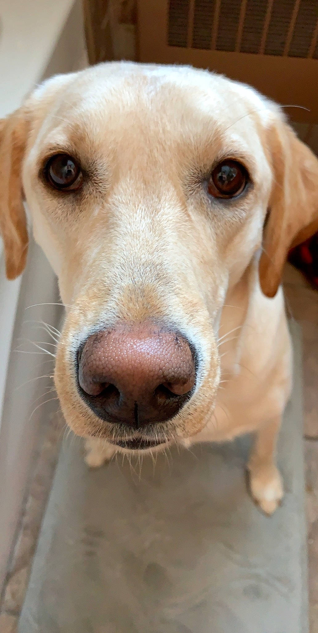 Zoey joined the competition — help win amazing prizes! beagador, canidae, carnivore, companion_dog, dog, dog_breed, ear, eye, fawn, head, hunting_dog, labrador_retriever, mammal, mouth, nose, retriever, snout, sporting_group, vertebrate, whiskers