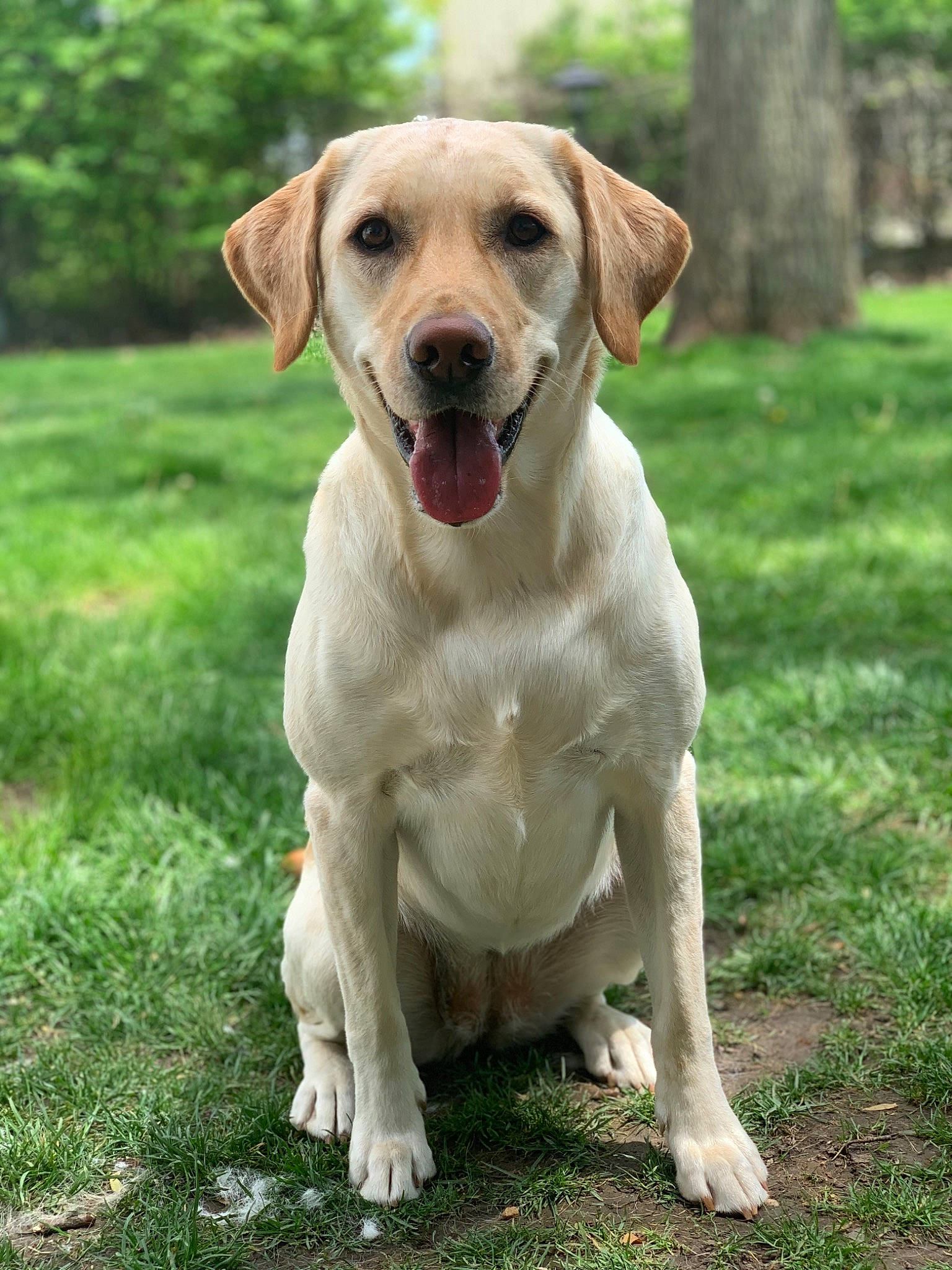 Zoey is registered to the contest to win money with this photo: canidae, carnivore, companion_dog, dog, dog_breed, fawn, grass, hunting_dog, labrador_retriever, mammal, plant, pointing_breed, puppy, rare_breed_dog, retriever, snout, sporting_group, tail, vertebrate